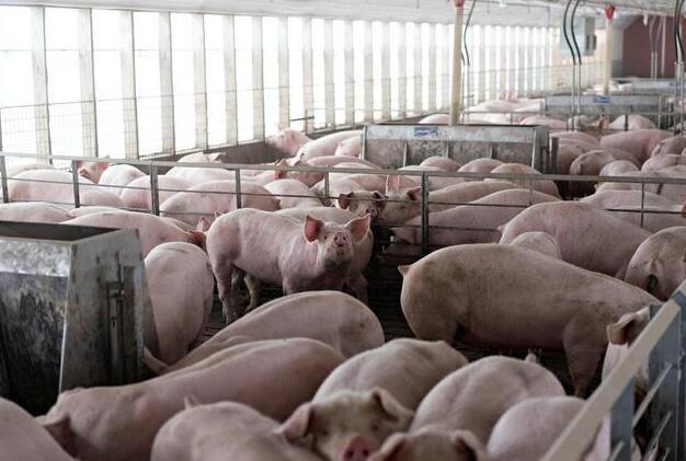 非洲猪瘟蔓延，猪肉身价暴涨，那些没中招的养殖户暴富了吗？