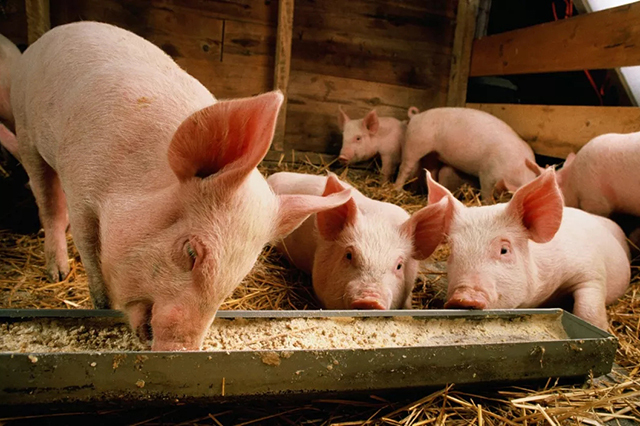 生猪生产好消息：养猪行业信心提振，用400头活