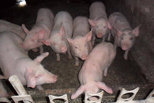 生猪生产好消息：养猪行业信心提振，用400头活