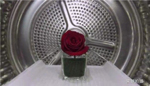 15秒让玫瑰绽放！来自海尔“微蒸汽空气洗”的力量