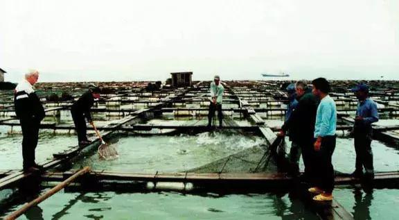 这条鱼中国产量占全球99%，了解中国大黄鱼的生产和出口